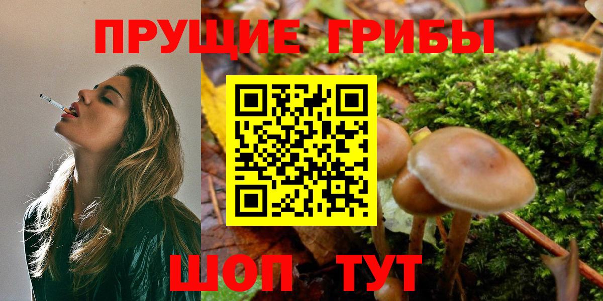 Псилоцибиновые грибы мицелий  Псилоцибиновые грибы мицелий  Хасавюрт  Вход с VPN 